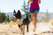 Load image into Gallery viewer, Swamp Cooler™ Dog Cooling Vest